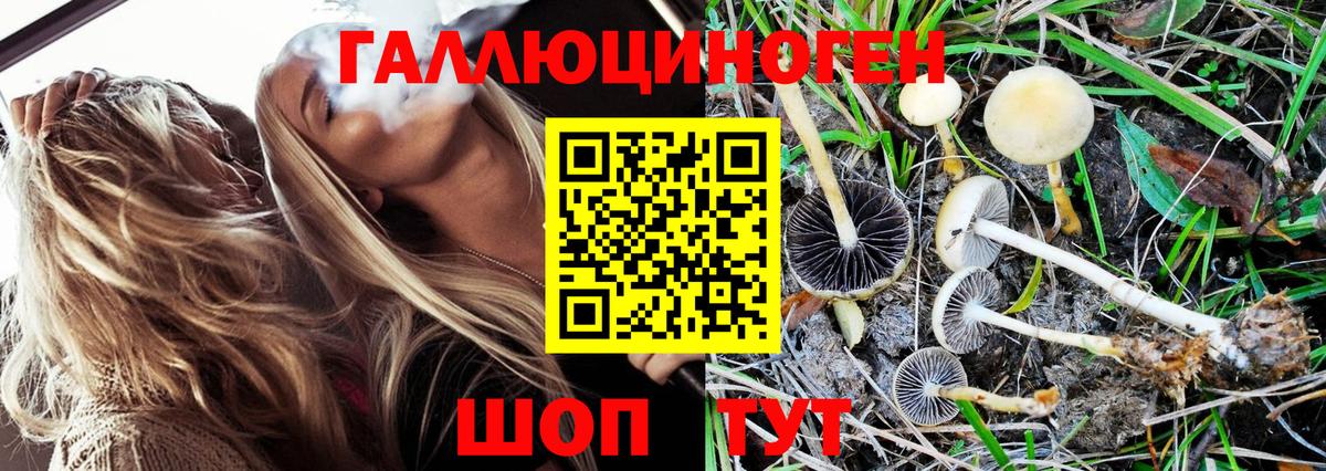 Галлюциногенные грибы Psilocybine cubensis Чистополь